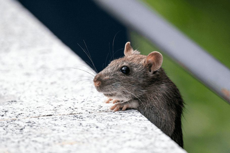 Rodent Control