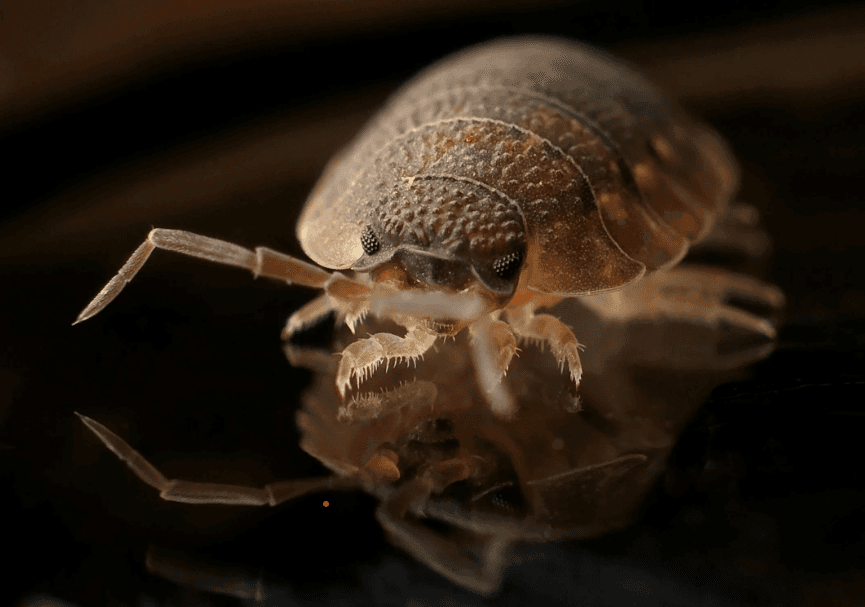 Bedbugs Control