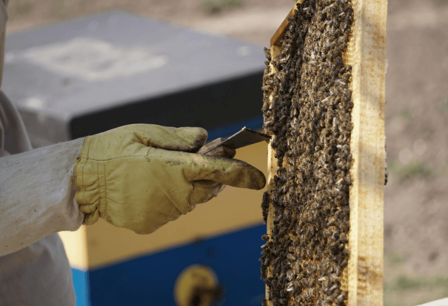 Bees Removal