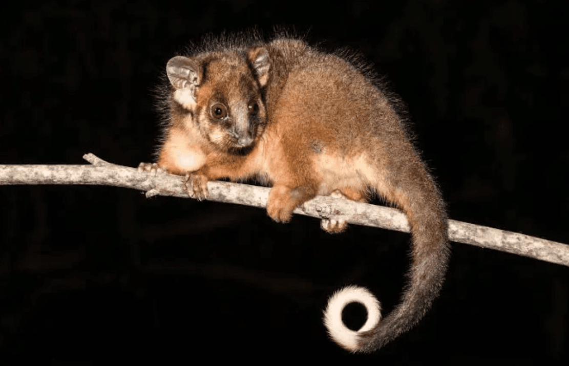 Possum Removal